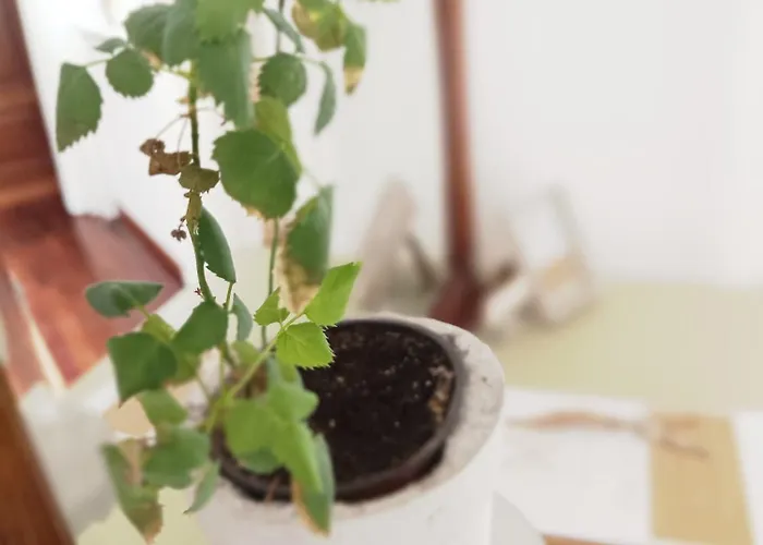 Intuitiva - Relaxation And Mindful Homestay *